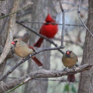 Meet your Posher, Janice